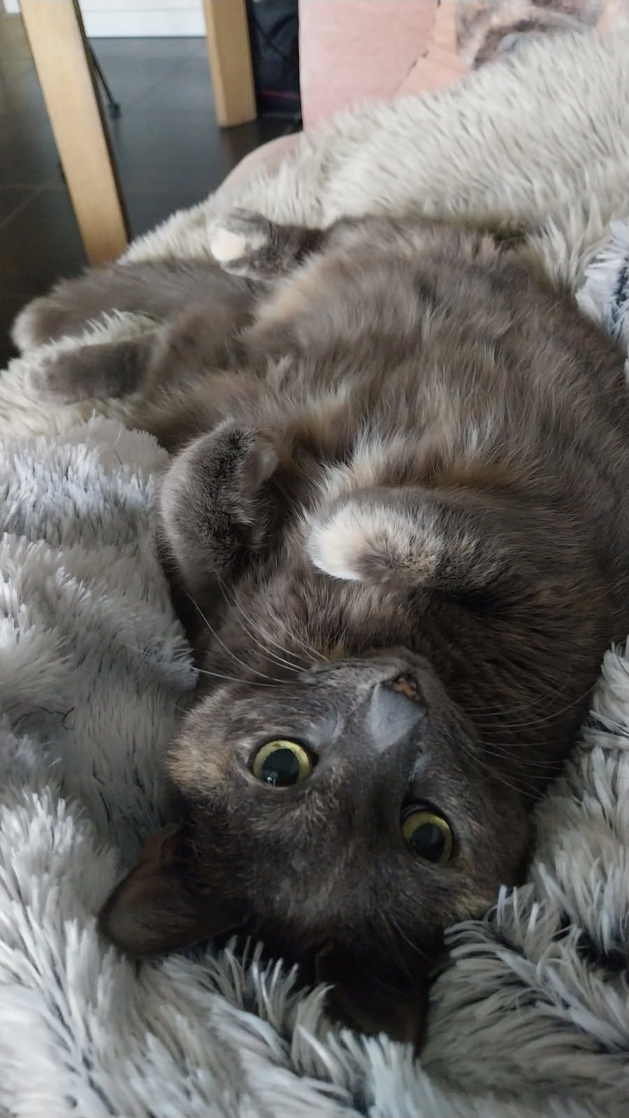 Chat gris tigré détendu sur le dos, allongé sur un plaid, au domicile de ses humains